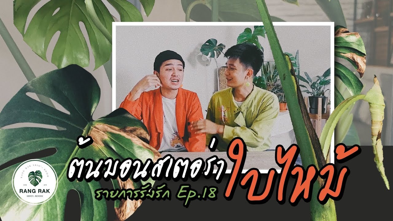 รายการรังรัก EP.18 | #ต้นมอนสเตอร่าใบไหม้ เลี้ยงยังไงให้รอด!! / RANGRAK inbox