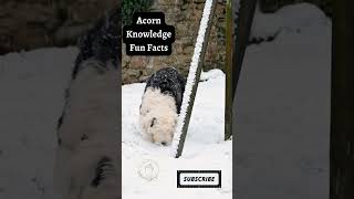 Acorn Knowledge Fun Facts   Old English Sheepdog