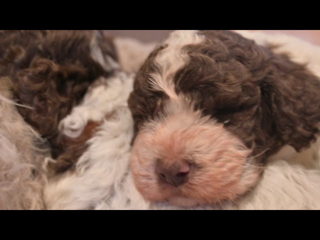 Taglietta's puppies are 5 weeks old!