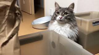 新参者の米を調査する猫 ノルウェージャンフォレストキャットInvestigate rice.Norwegian Forest Cat.