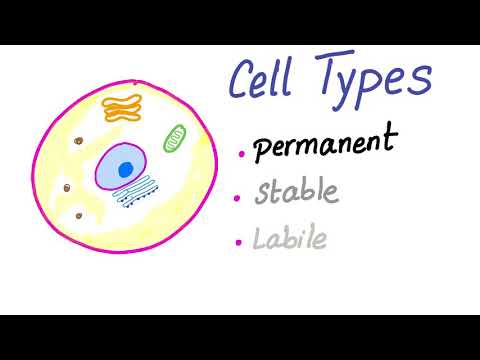 Video: Gdje se nalaze labilne stanice?