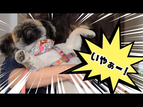 愛犬は、抱っこされるのが苦手!?