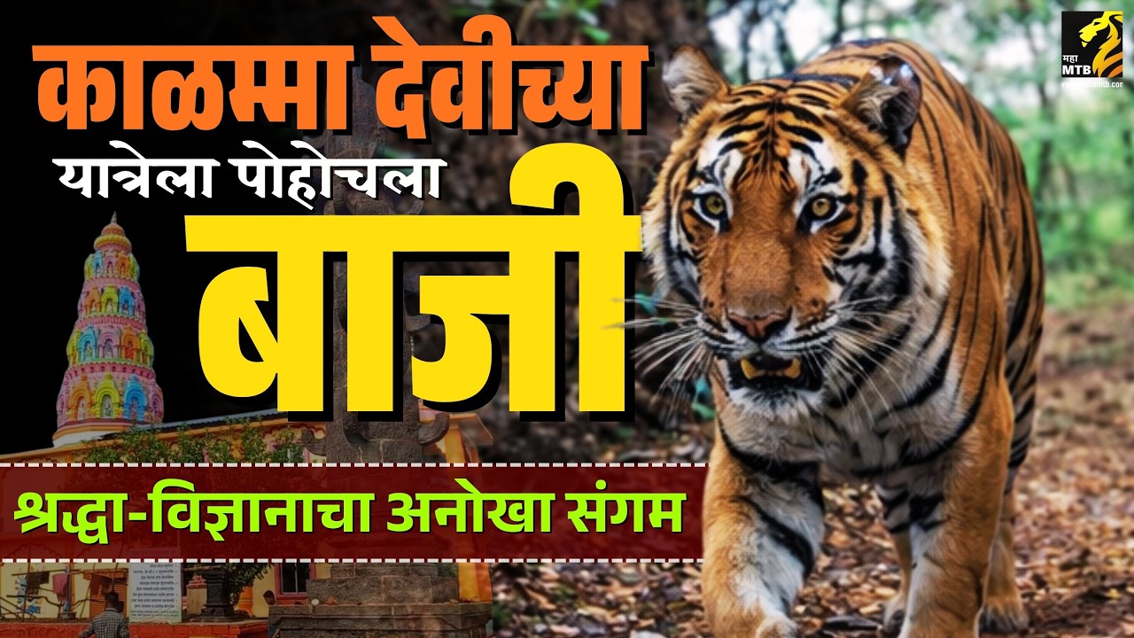 काळम्मादेवीच्या यात्रेला खरचं येतो का वाघ ? | Baji tiger in Udgiri | MahaMTB