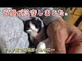 海に投棄された赤ちゃん猫を保護！容態が急変し一時は覚悟しました…