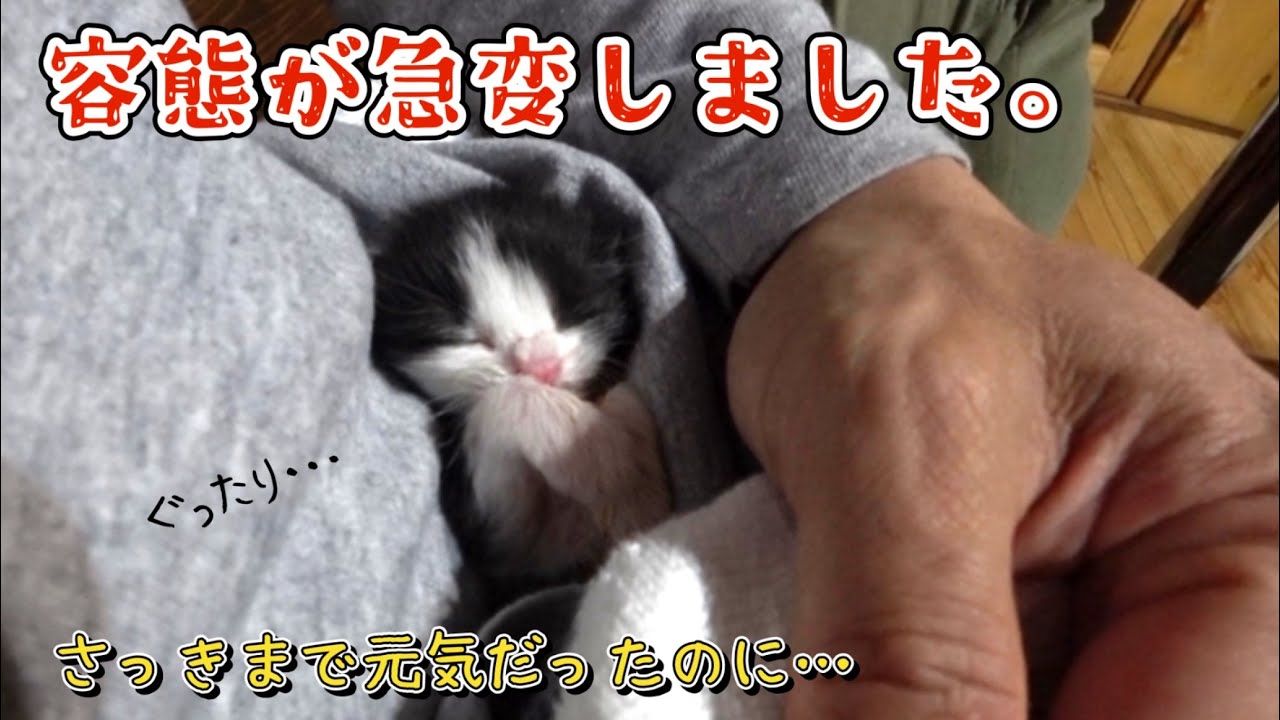 赤猫ころ様 楽天市場】ターキー ねこモテ NM オールドフラワー 01 首輪