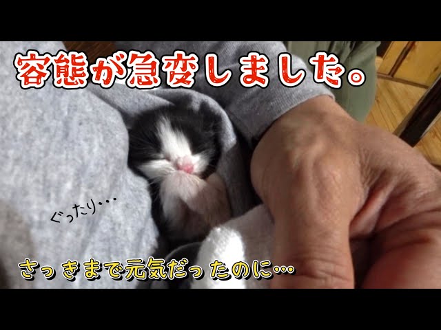 猫ちゃん　割れあり　節抜けあり　現品処分 I surprised my mother cat one month after giving birth, but