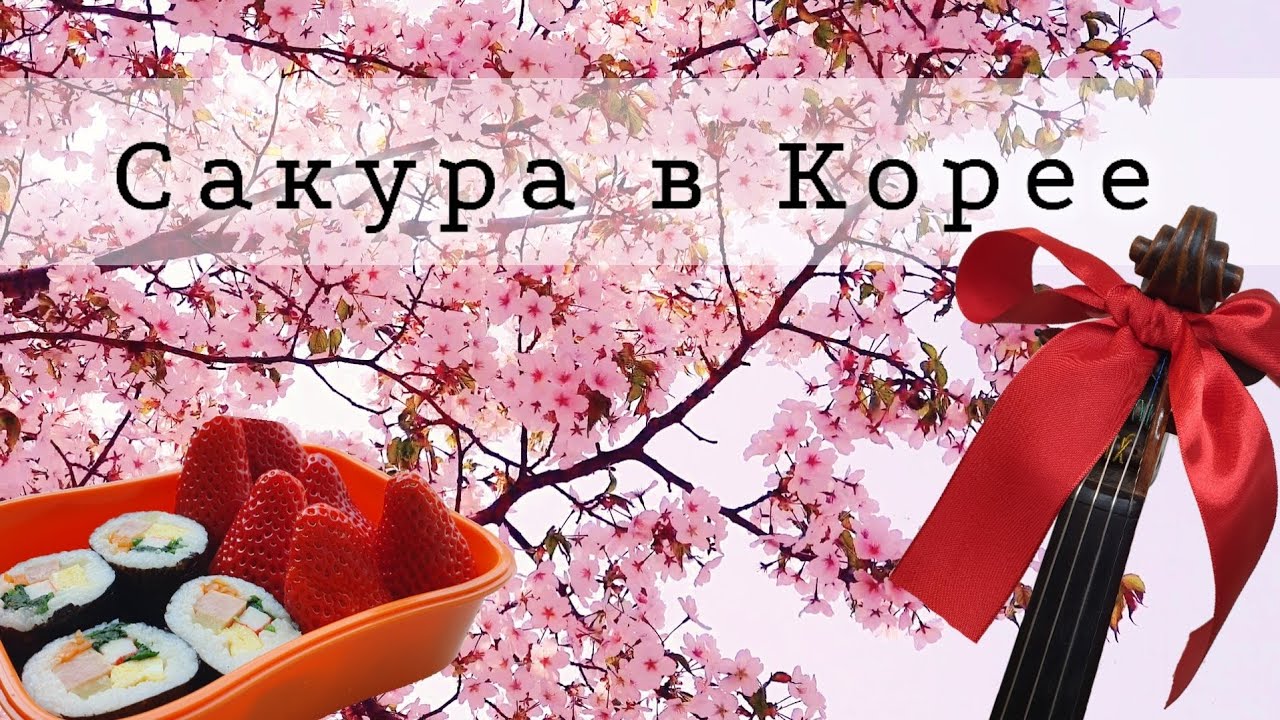 Сакура, Кимпап, Скрипка, Последние сакуры в этом году в Корее. Влог из ...