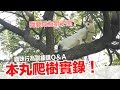 本丸爬到超高的樹上了！貓咪行為訓練課ＱＡ【好味貓知識】EP20