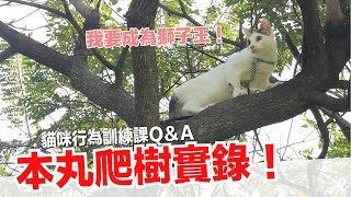 本丸爬到超高的樹上了貓咪行為訓練課【好味貓知識】EP20