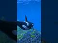 Have fun with killer whales -The graphics are as beautiful as Grand Theft Auto VI #shortvideo