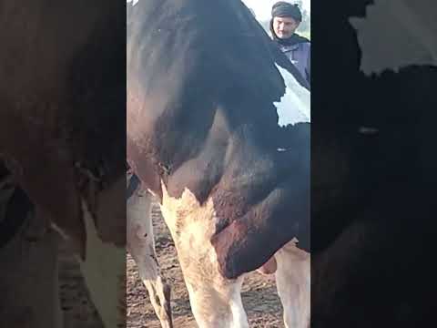 Mating Of Weak Cholistani Cattle With Pure Fresian Heavy Bull #matingseason  #shorts #youtubeshorts