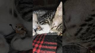 ullu cat #shortfeed #youtubeshorts #viralshort #trendingshorts #funnyshorts #comedyshorts