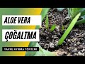 Aloe Vera nasıl çoğaltılır? Yavru aloe vera nasıl ayrılır?