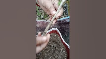 How to grow Habiscus plant from cutting🌲 #hibiscus #gardening #garden #plants