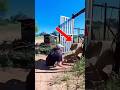He Got Too Close to the Lion… Then This Happened😱‼️