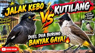 JALAK KEBO VS KUTILANG! 😱 Duel Dua Burung Banyak Gaya! 🐦🔥