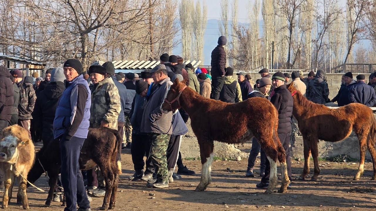 Мал базар Талас Манас району 27-Феараль 2026