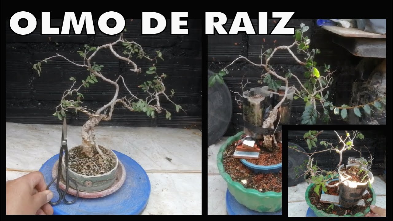 OLMO DE RAIZ - ACODOS Y NUEVAS DIRECTRICES