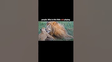 The son of the greatest lion in the history #viral #youtube #shorts #video