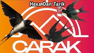 SP hexa dan tarik l Suara Walet Rbw Sukses l SP Bikin Onar