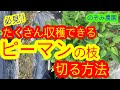 【ピーマン】ピーマンの剪定は上から見ることで解決!その方法を徹底解説します!
