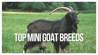 THE BEST SHORT GOAT BREEDS FOR HOMESTEADING