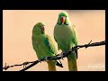 Very Beautiful Parrot Talking 🦜 #parrot #birds #funny parrot #viral #BestVibes