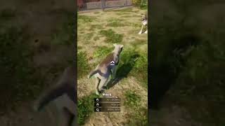 Dogs fight in Animal Shelter Simulator???!?!