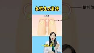 女性生殖系統
