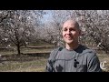 ‘Catastrophic’ honey bee losses threaten California’s almond crop