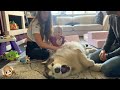 Giant Malamute Howls For Belly Rubs! The Cutest Dog EVER!! (Sound Warning!)
