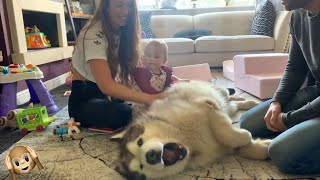 Giant Malamute Howls For Belly Rubs! The Cutest Dog EVER!! (Sound Warning!)