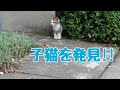 【保護】カラスから身を隠す2匹の子猫を見つけました
