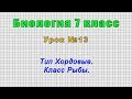 Биология 7 класс (Урок№13 - Тип Хордовые. Класс Рыбы.)