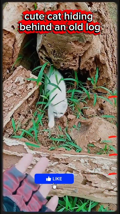 cute cat hiding behind an old log #happybirthday #aiandcats #kitten #aicats #cat #kitten #cute #fyp