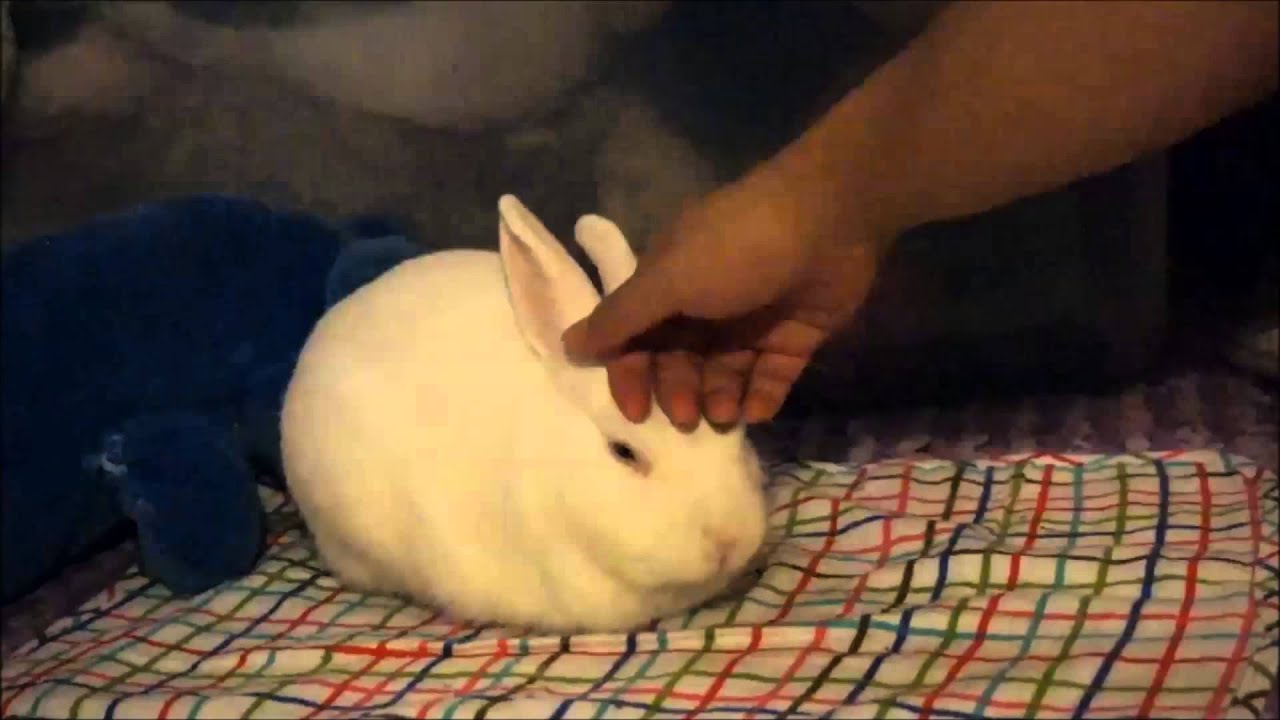 Bunny Loaf Transform YouTube Bunny Loaf Transform YouTube