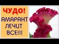 Амарант - невероятные целебные свойства! Лечит ВСЕ заболевания!