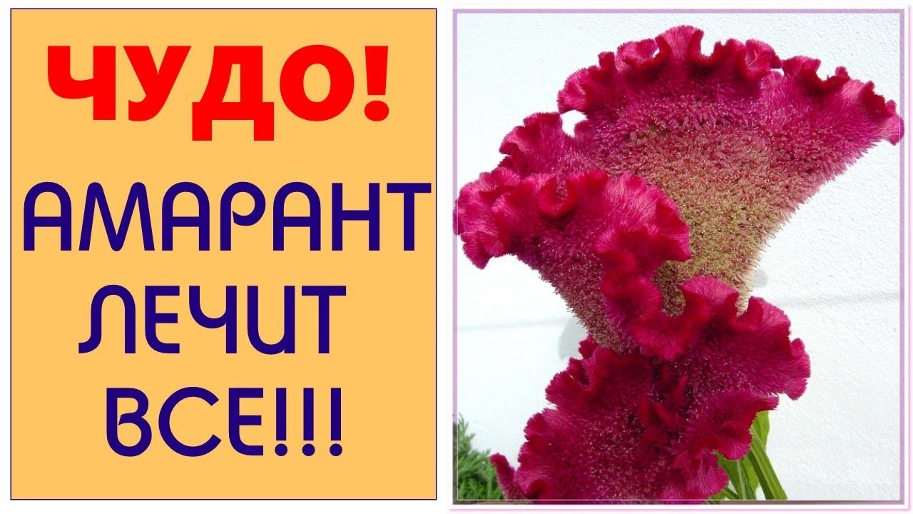 Лечебные свойства амаранта и основные рецепты Лечебные свойства амаранта и основные рецепты