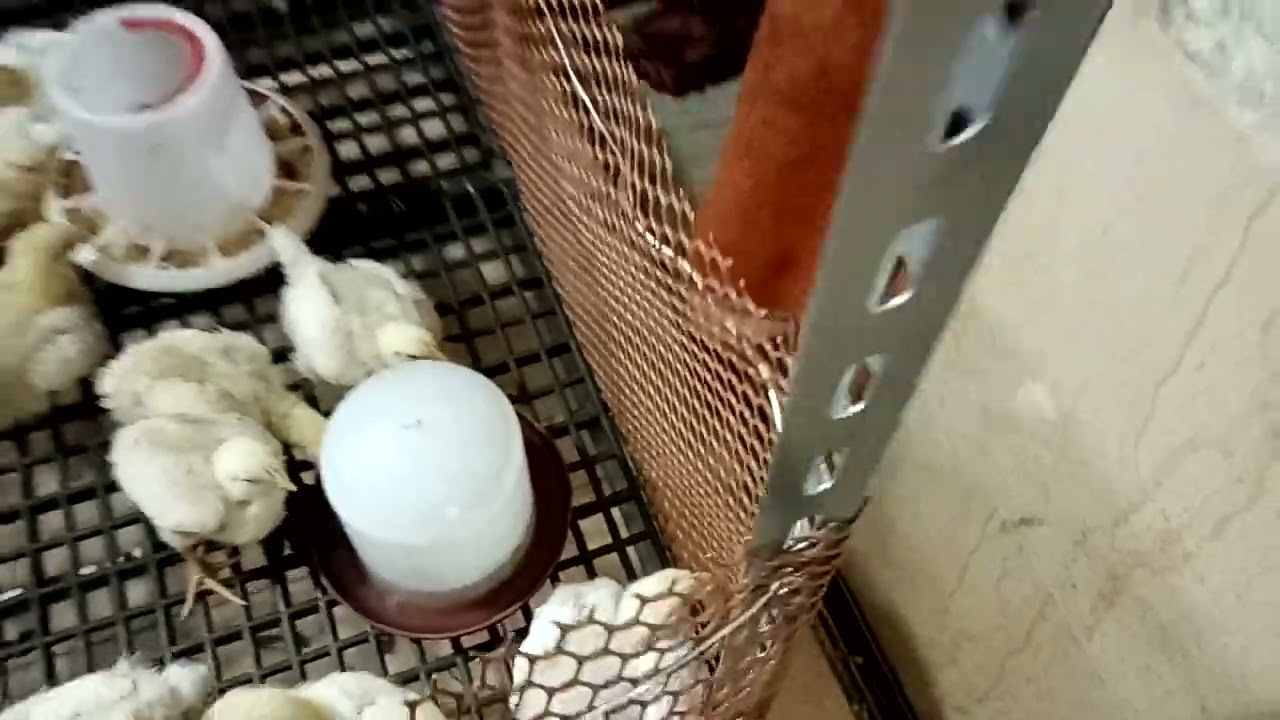 اختراع توفير ثمن البطاريه الغلابه سعر السرير ببلاش