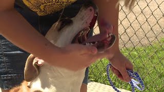 Local animal shelters at capacity for summer how you can help