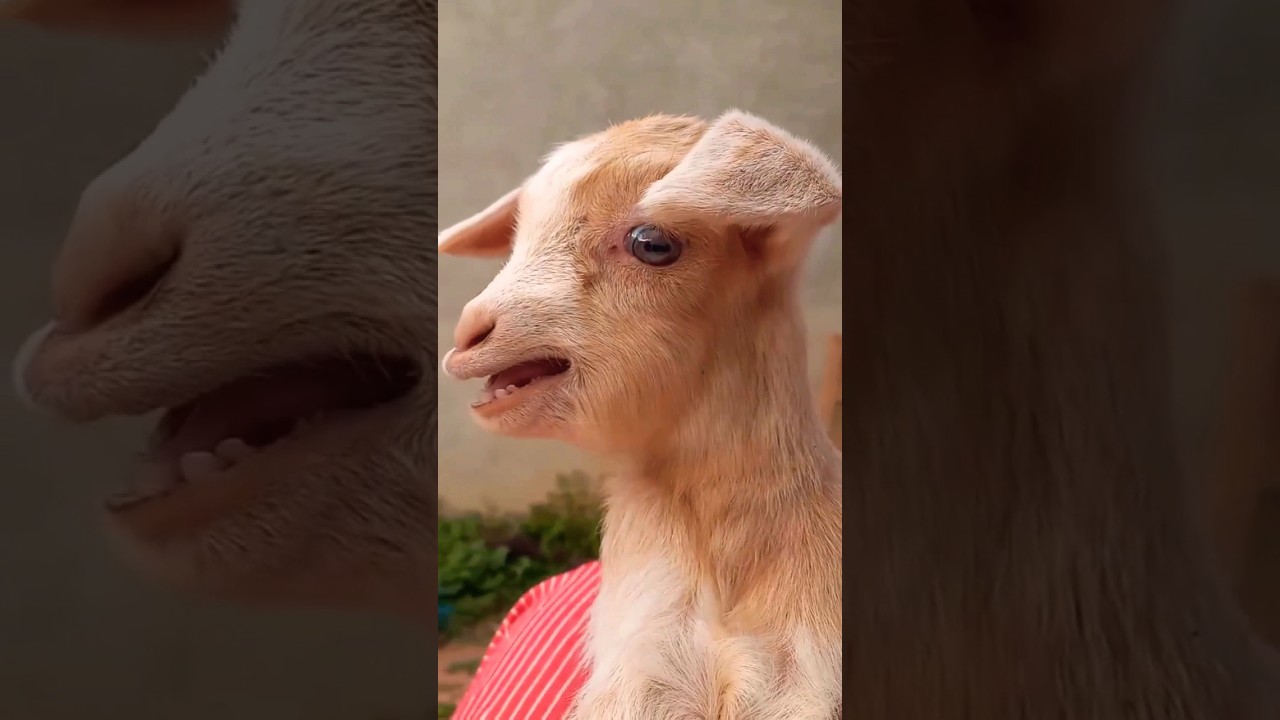 Cute Goat Kid Calling Mama❤️♥️👌