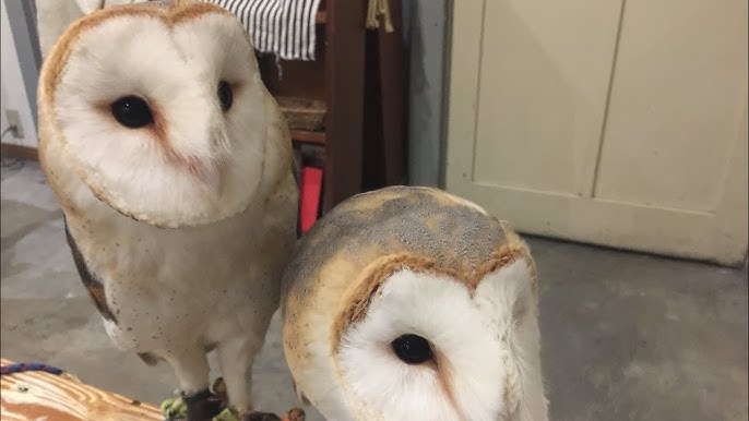 メンフクロウ 綿綿の鳴き声 Youtube
