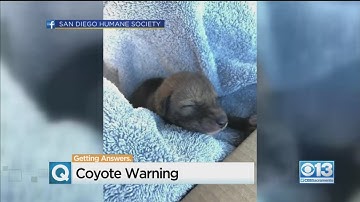 What To Do If You See A Coyote