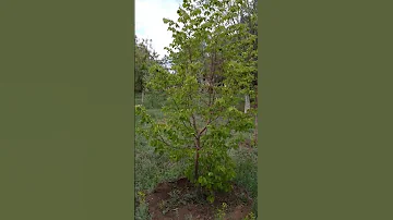 Дерево Липы заложило зонтиковидные соцветия / The Linden tree laid umbrella - shaped inflorescences