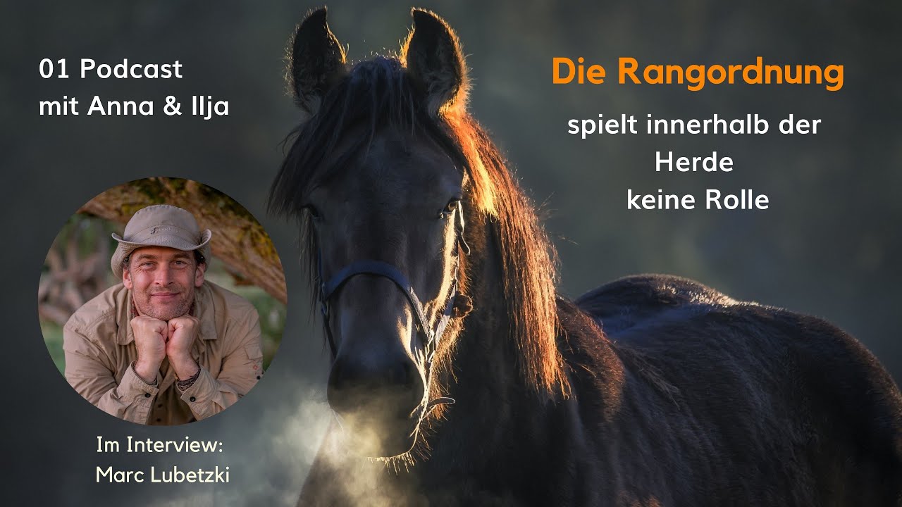 Die Rangordnung spielt innerhalb der Herde keine Rolle. Tierfilmer Marc Lubetzki im Interview