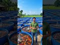 সহজ পদ্ধতি করে কিভাবে মাছ চাষে লাভবান হবে