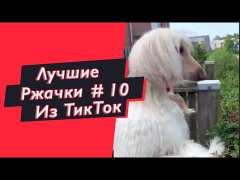 ПРИКОЛЫ ИЗ ТИК ТОК  РЖАЧКИ ИЗ ТИК ТОК ЛУЧШИЕ ПРИКОЛЫ 2021 ПРИКОЛЫ С ЖИВОТНЫМИ ИЗ ТИК ТОК