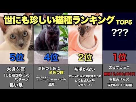 【知ってたら猫博士】世にも珍しい猫種ランキングTOP5