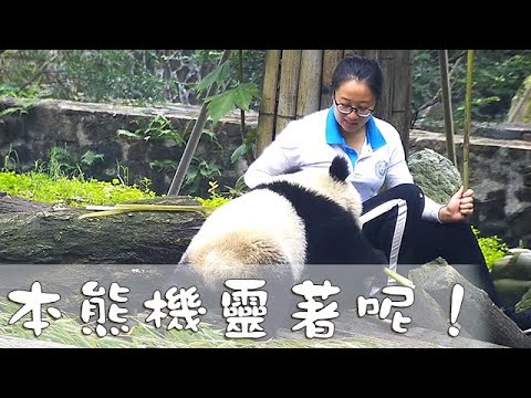《熊貓早晚安》本熊機靈著呢！ | iPanda熊貓頻道