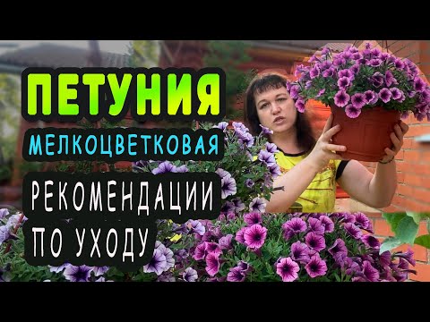 Петунии мелкоцветковые. Особенности ухода и выращивания Петунии мелкоцветковые. Особенности ухода и выращивания